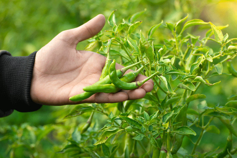 Title: Unveiling the Flavorful World of Green Chilli G4: A Fiery Delight