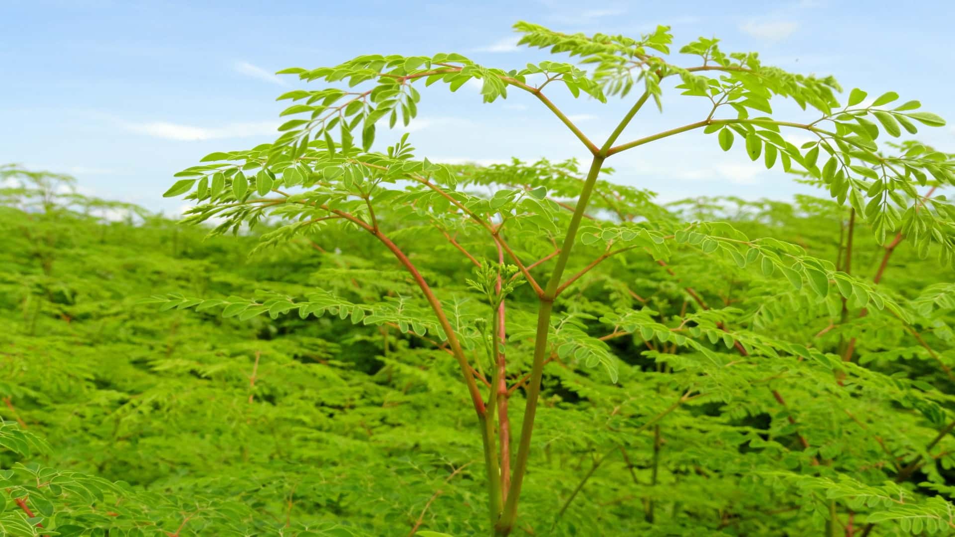 MORINGA: A TREE WITH POWERFUL LEAVES