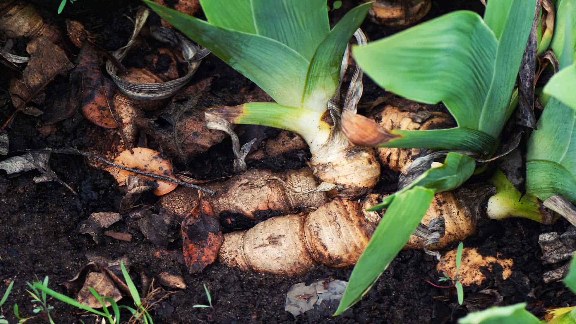 Decoding Turmeric Quality: A Guide for Smart Consumers
